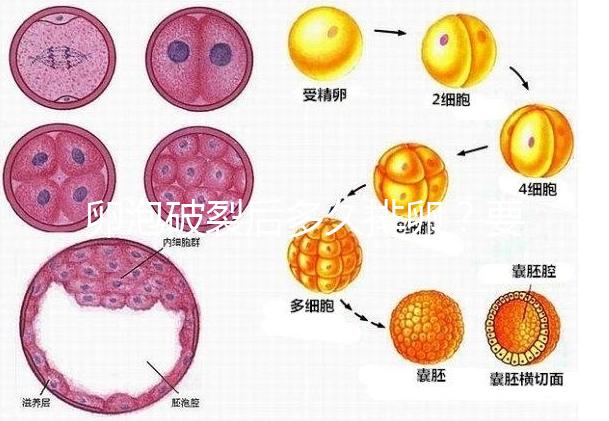 卵泡破裂后多久排卵？要想受孕更容易，這個時間別錯過！