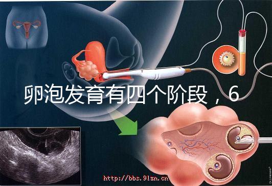 卵泡發(fā)育有四個階段,6種常見食物可促進卵泡發(fā)育