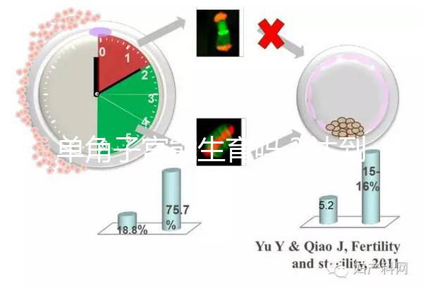 單角子宮能生育嗎?達到這4個條件即可懷孕生孩子