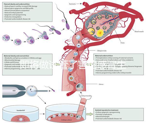 即將做試管了害怕感冒生病，這5招教你提高免疫力