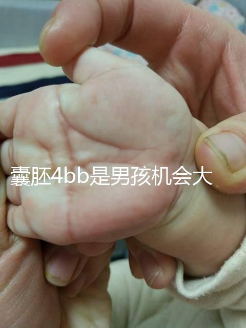囊胚4bb是男孩機會大嗎？生男生女概率都只有50%
