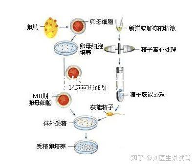 何猷君求婚成功！賭王四太回應“奚夢瑤懷孕”傳聞