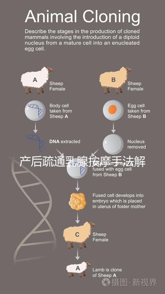 產后疏通乳腺按摩手法解密，不用吸奶器輕松搞定堵奶、奶結