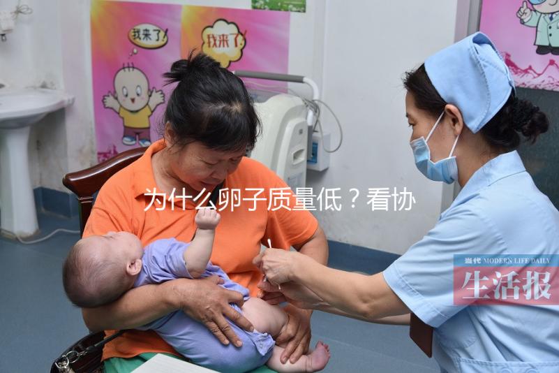 為什么卵子質(zhì)量低？看協(xié)和試管中心何方方主任怎么說