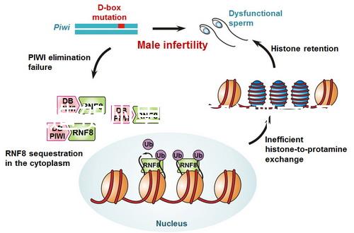 想造賀州男科醫院哪家好瞧，賀州市人民醫院登前3了解下