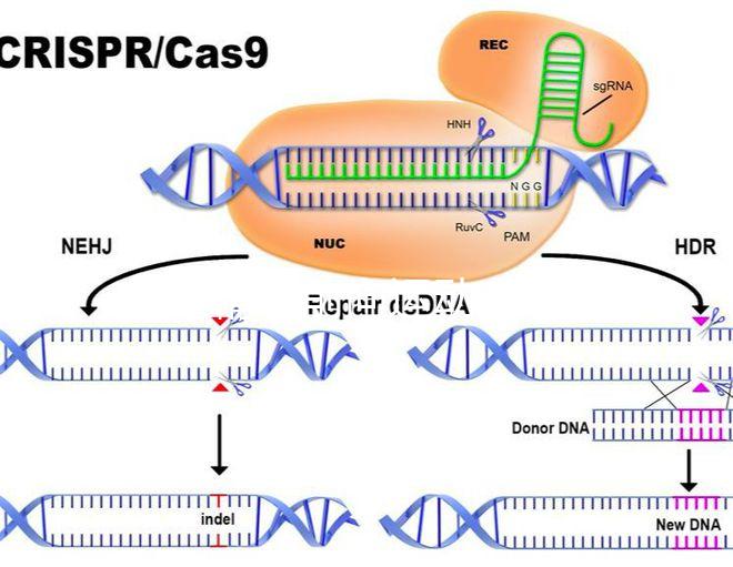 如果精子前向運(yùn)動(dòng)率低于19，就不要看這個(gè)弱精子看完了嗎？