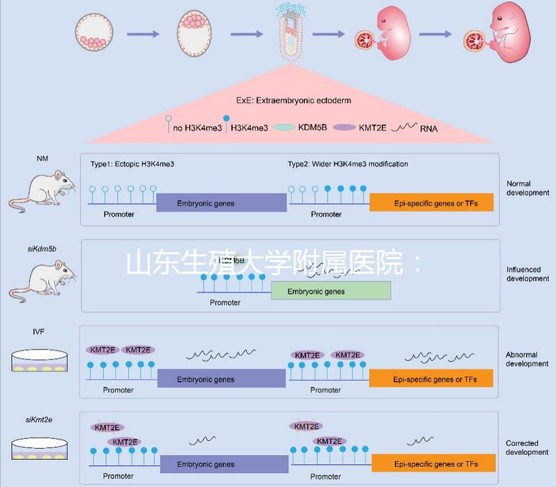 山東生殖大學(xué)附屬醫(yī)院:試管成功率高達(dá)55%的研究中心