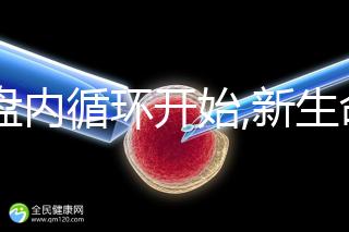 胎盤內循環開始,新生命的誕生,受精卵著床過程揭曉