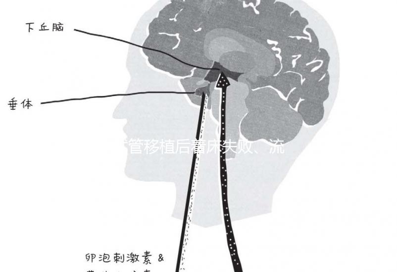 試管移植后著床失敗、流產(chǎn)？可能是“封閉抗體”出了問(wèn)題