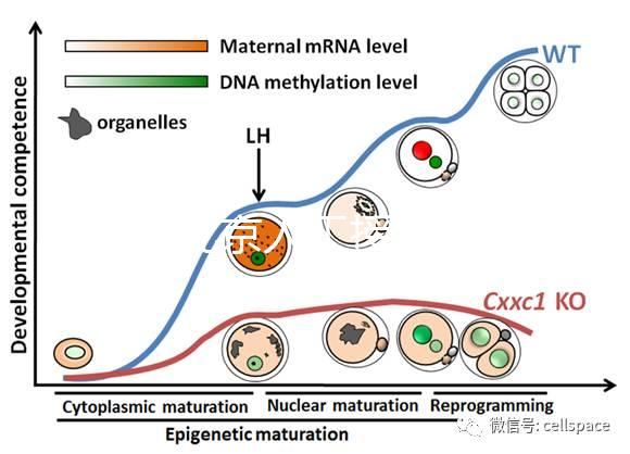 2024北京人工授精私立醫(yī)院排名專欄，哪家好看完有數(shù)